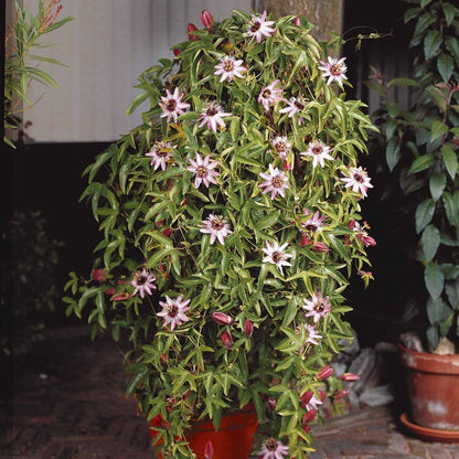  Passiflore Victoria - Le Pot / 2l / Hauteur Livrée 40-50cm