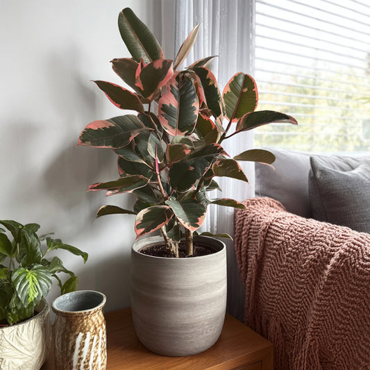 Caoutchouc - Ficus Elastica 'belize' - Hauteur 75-100cm - ⌀24cm