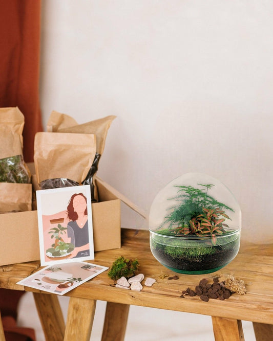  Kit Terrarium Diy - Dome Asparagus/fittonia Rouge - Rateau + Pelle + Pince + Ciseaux