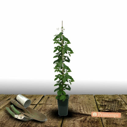  Clématite Proteus/[-]pot De 2l - Tuteur Bambou 60/90 Cm