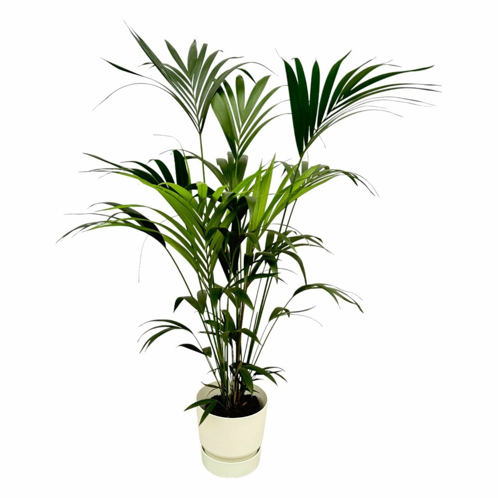  Palmier Kentia 160cm Et Son Pot Blanc + Reservoir - Hauteur 160cm