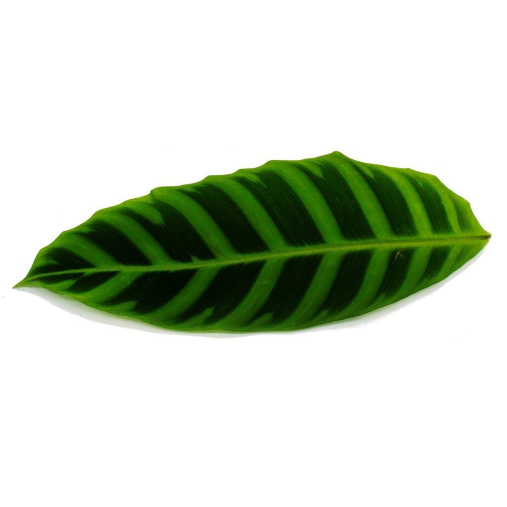  Plante D'ombre Rayée Xxl - Calathea Zebrina - Maranthe Zébrée - Pot De 19cm - Hauteur Env. 70-80cm