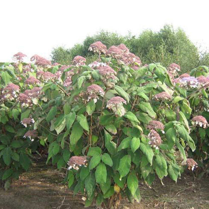  2 X Hydrangea 'sargentiana' - Hydrangea Aspera Sargentiana - 25-30 Cm Pot
