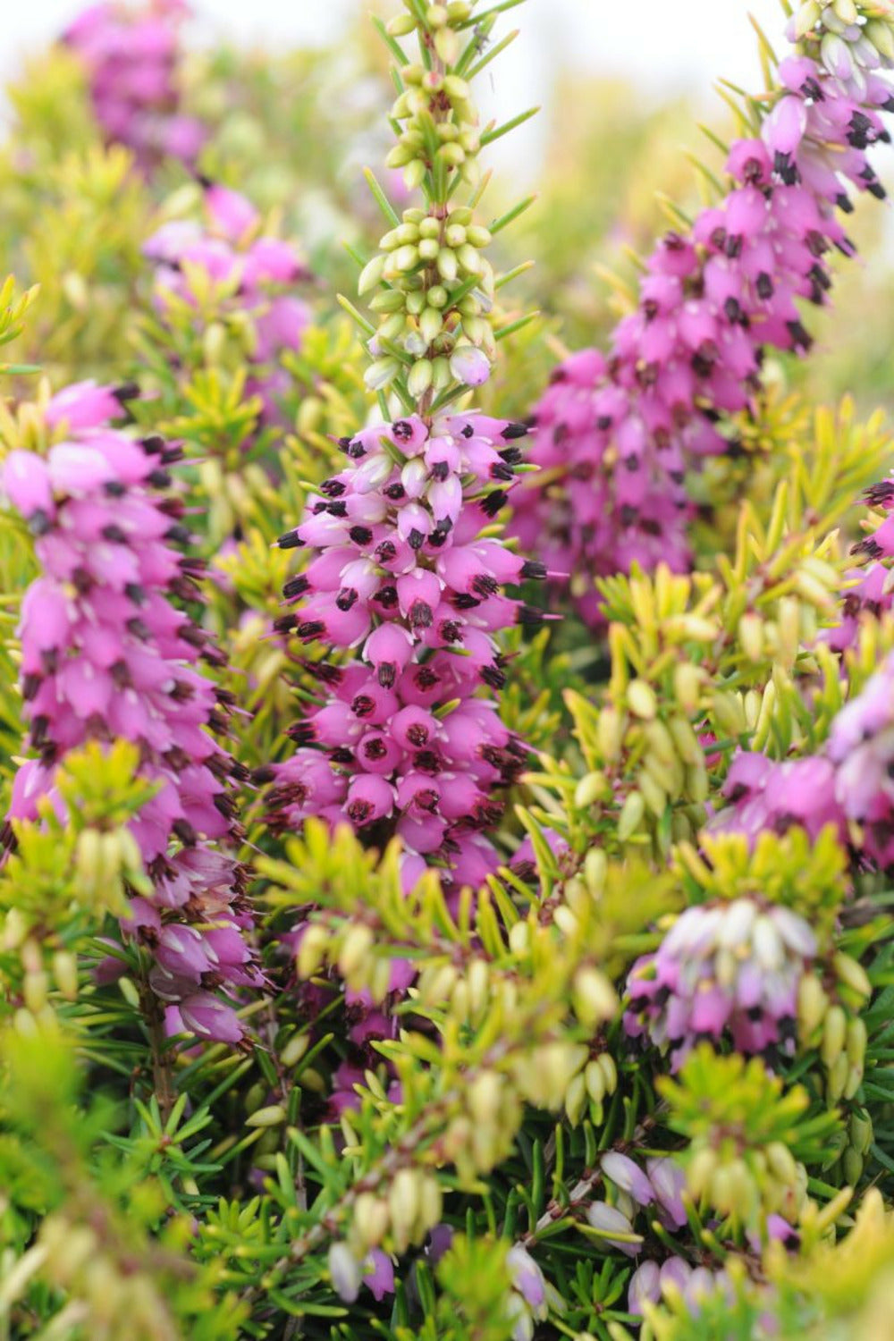  Bruyère D'hiver 'eva Gold' - En Pot De 1 Litre