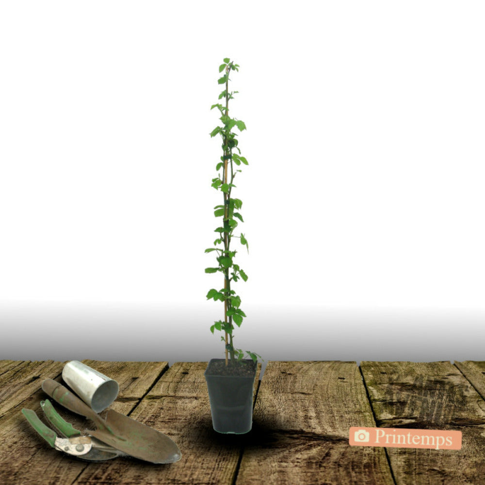  Mûre-framboise/[-]godet - 5/10 Cm
