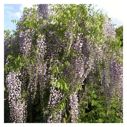 Glycine Du Japon Macrobotrys/[-]godet - 5/10 Cm