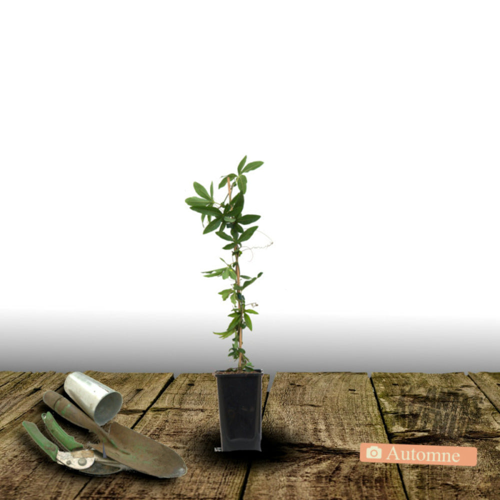  Passiflore Bleue/[-]pot De 2l - Tuteur Bambou 60/90 Cm