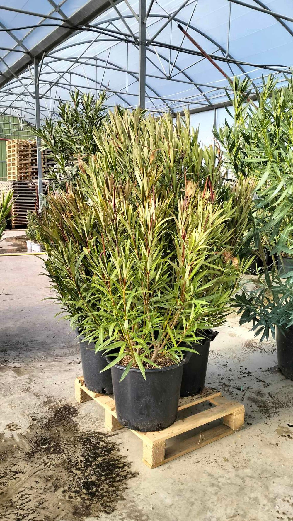  Laurier Rose 'louis Pouget' - Pot 30 L - H 160 Cm
