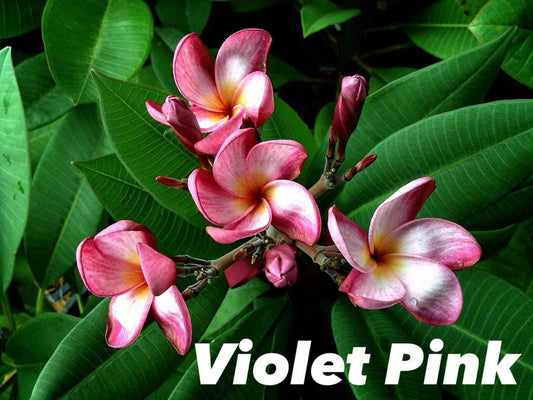  Plumeria Rubra "violet Rose" (frangipanier) Pot De 2 Litres ? 20/30 Cm - Couleur Floraison:violet