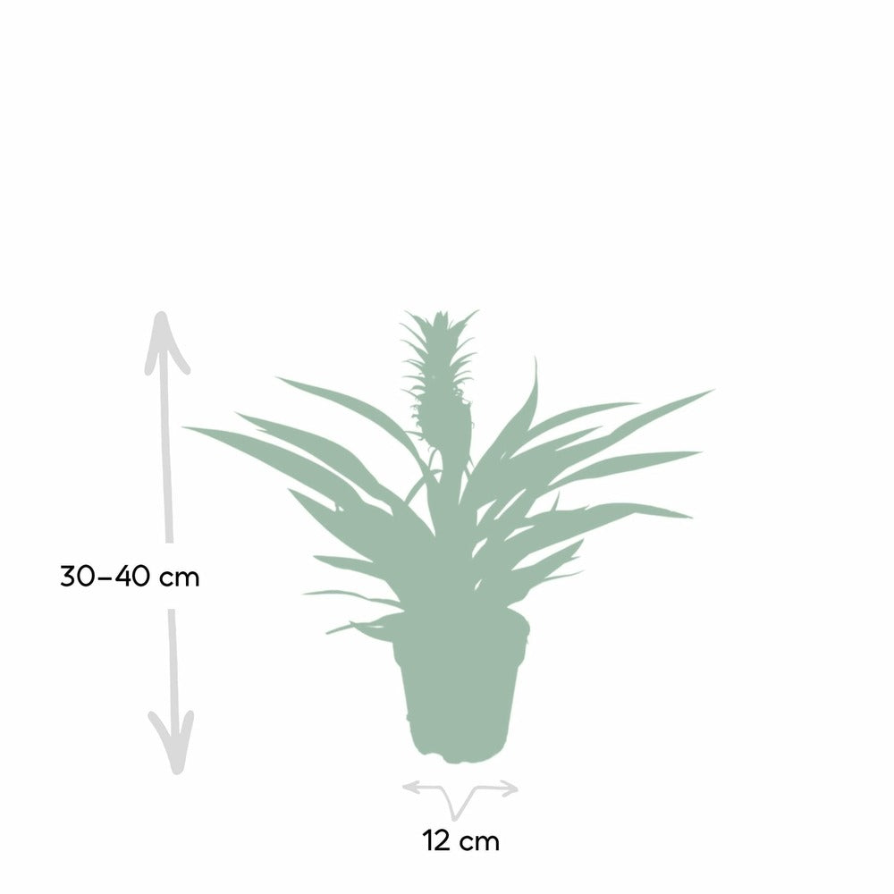  Bromelia Ananas 30cm - Plante D'intérieur
