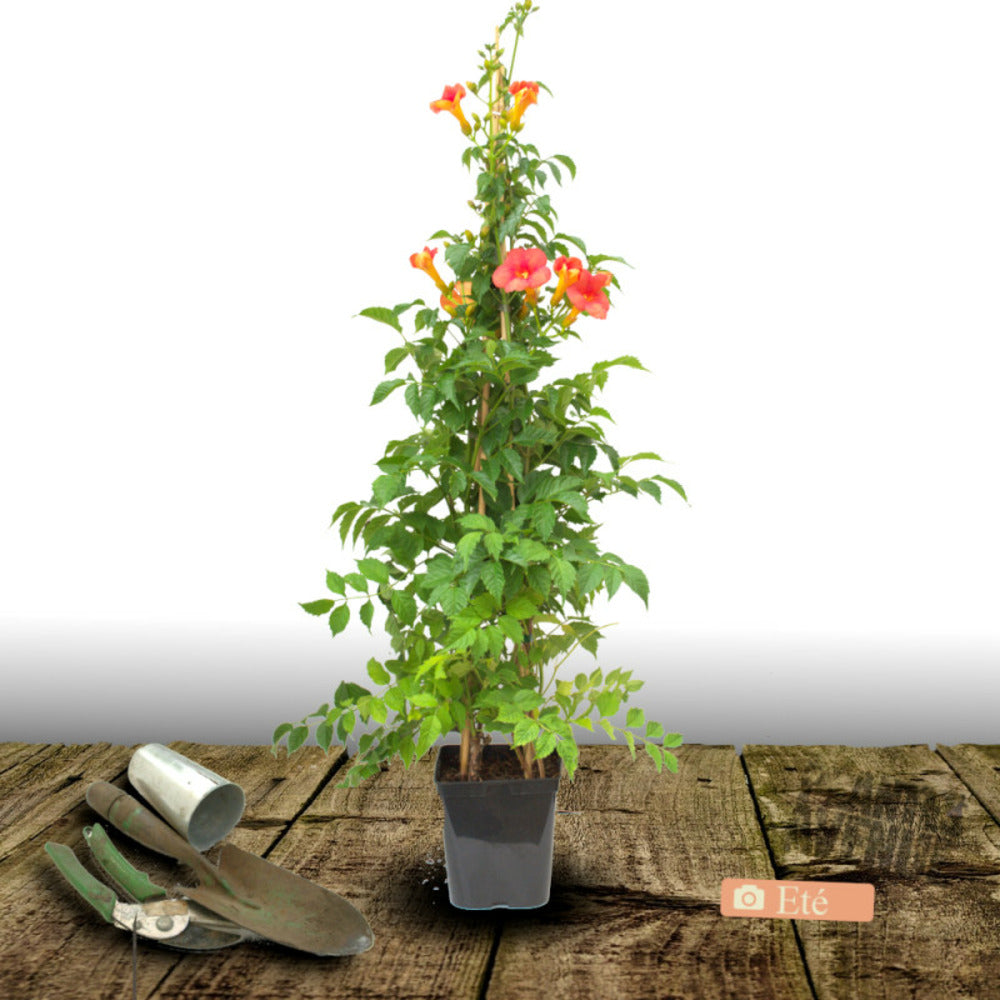  Bignone X Tagliabuana Madame Galen/[-]pot De 3l - Echelle Bambou 60/120 Cm