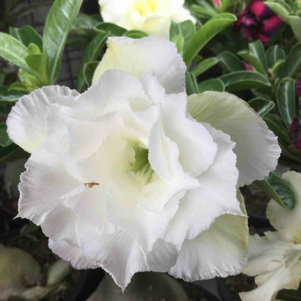  Adenium Obesum Cv.ang Snow Caudex D'environ 2000g 25/30cm Très Gros Caudex