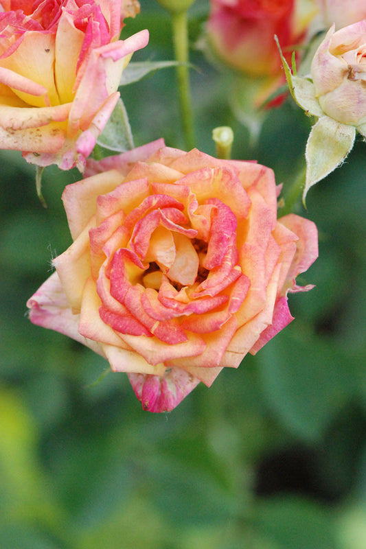  Rosier Kordès ? 'little Sunset ?' - En Pot De 2 Litres