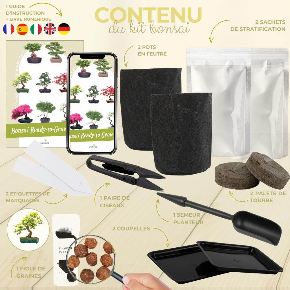  Cultivea- Kit First Bonsai Phoenix Tree Avec Accesoires
