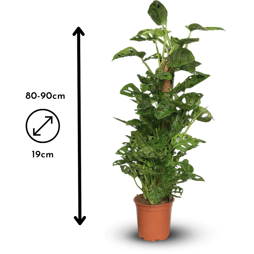 Monstera Andansonii Monkey - Plante Trouée - Purificateur D'air - ↕ 80-90 Cm - ⌀ 19 Cm - Plante D'intérieur