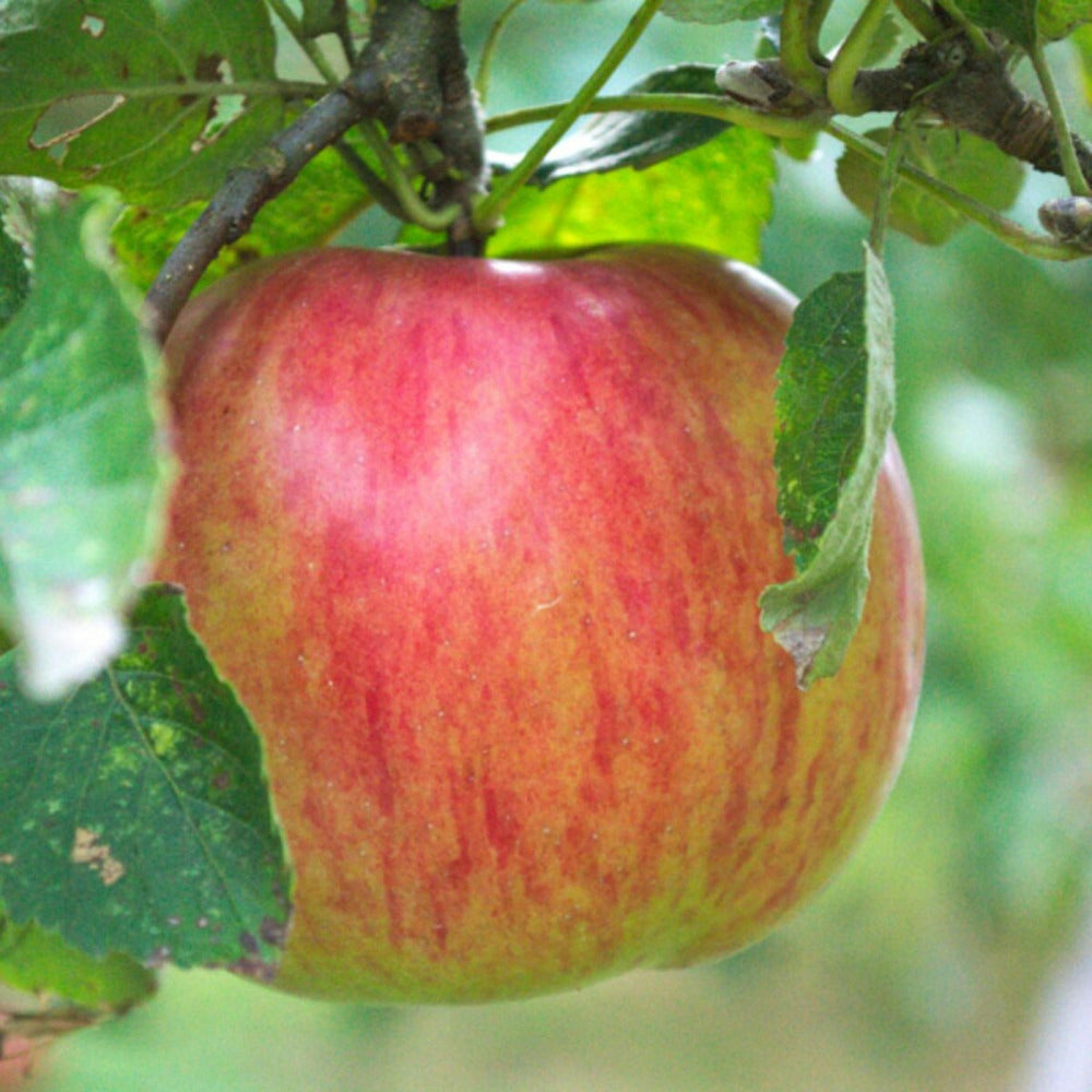  Pommier Rubinette®/[-]pot De 10l - Gobelet 2 Ans - 120/150 Cm