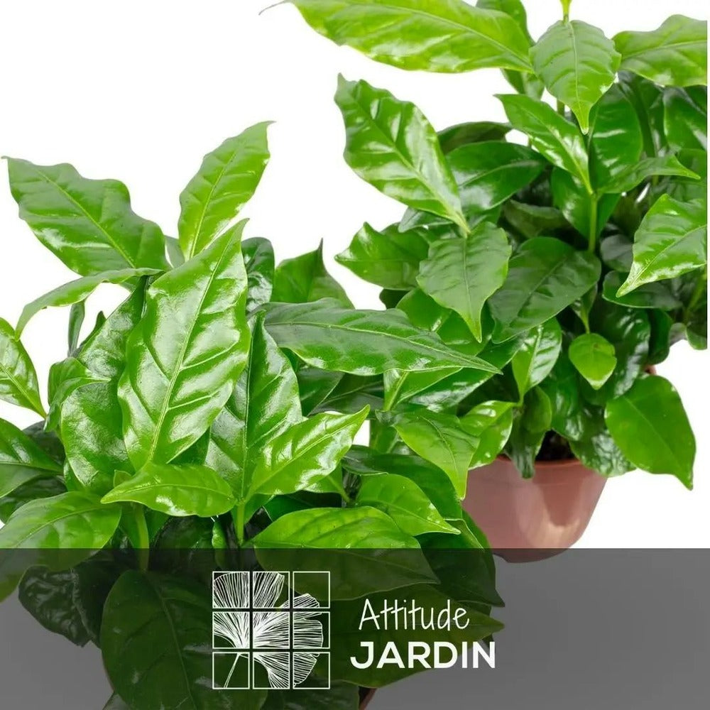  Coffea Arabica - Caféier Arabica - Plante D'intérieur - ↕ 20-30 Cm - ⌀ 14 Cm - Plante à Café