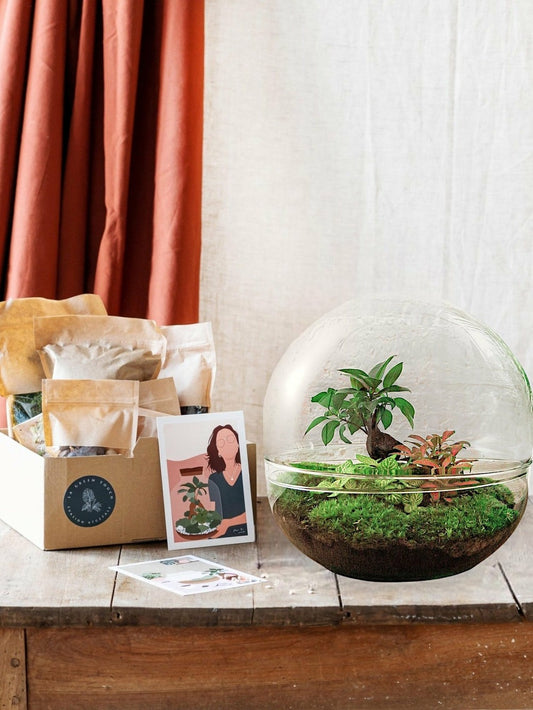  Kit Terrarium Diy - Dome Xl Ficus + 2 Fittonia - Sans Outil