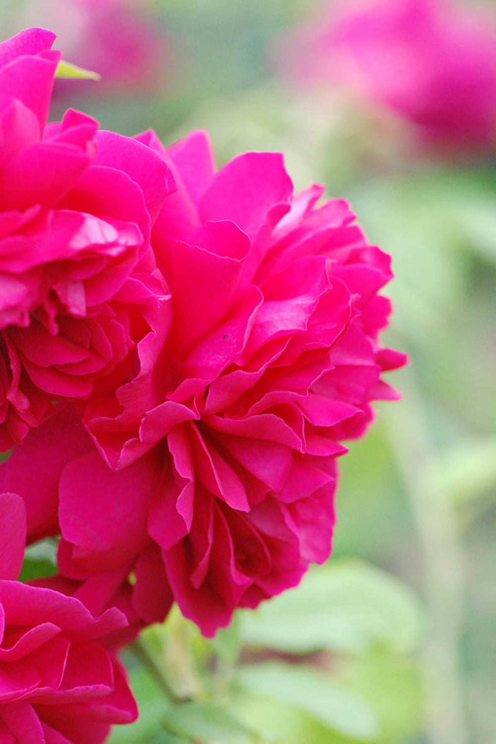  Rosier David Austin 'thomas Beckett' ? - En Pot De 5 Litres