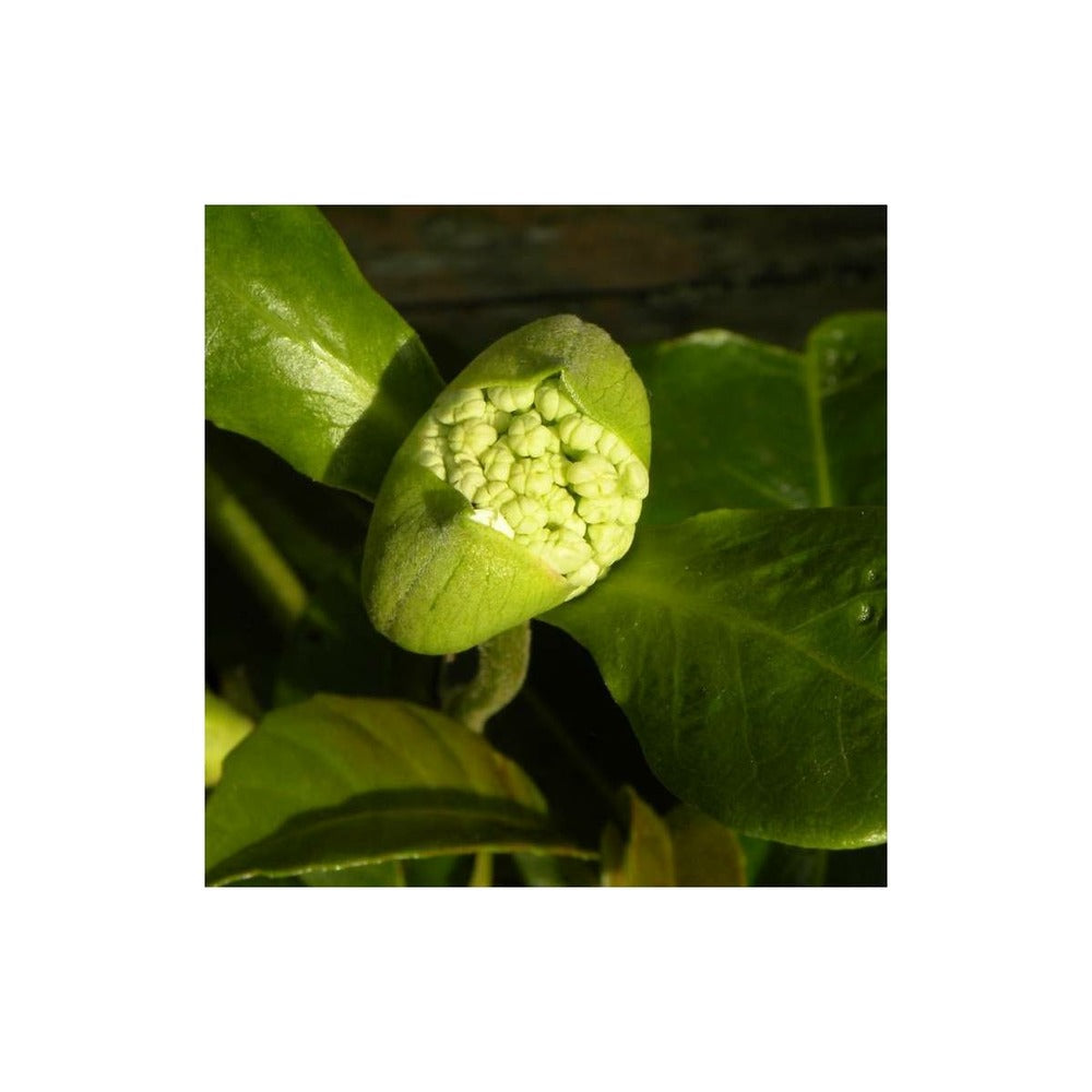  Hortensia Grimpant Seemanii/[-]pot De 3l - Echelle Bambou 60/120 Cm