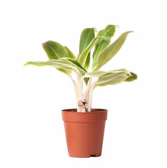  Plante Verte - Aglaonema Lipstick Green - H25cm, ø9cm - Plante D'intérieur