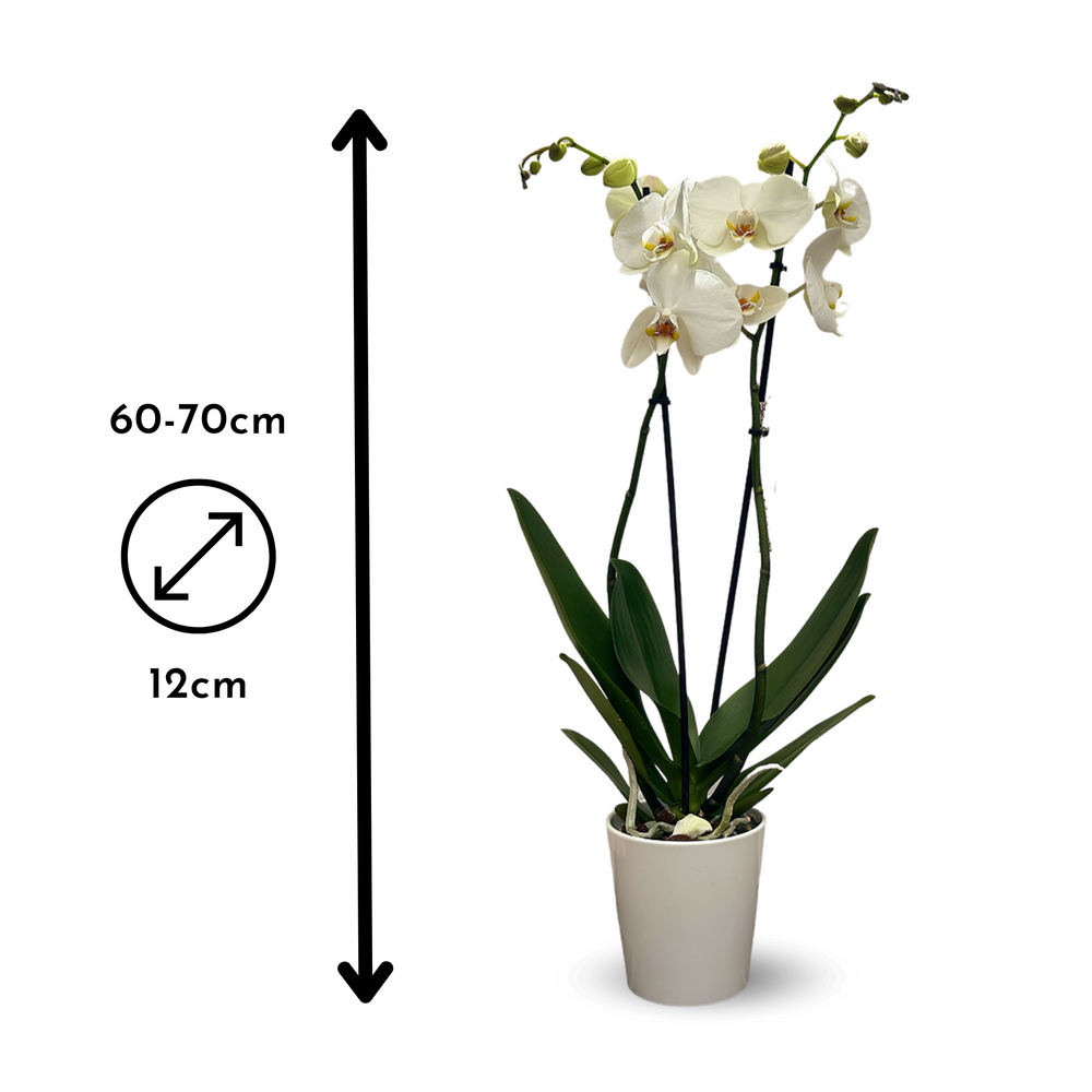  Orchidée Blanche - Double Branche - Phalaenopsis - ↕ 60-70 Cm - ⌀ 12 Cm - Cache Pot En Céramique Blanc