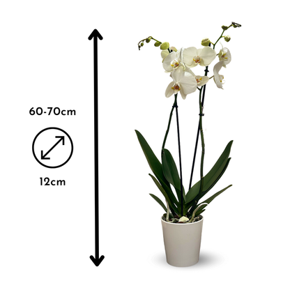  Orchidée Blanche - Double Branche - Phalaenopsis - ↕ 60-70 Cm - ⌀ 12 Cm - Cache Pot En Céramique Blanc