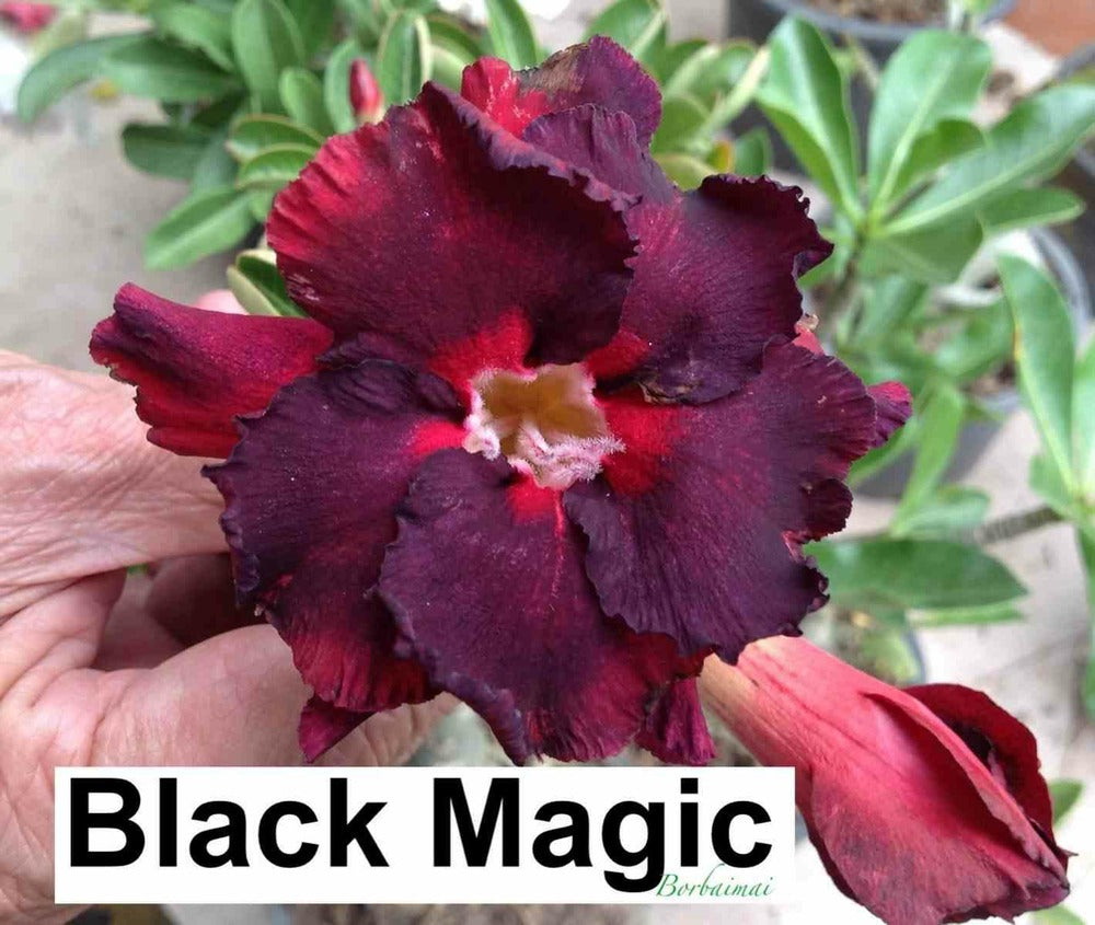  Adenium Obesum Cv. Magie Noire Couleur Floraison:noir - Caudex D'environ 300g 20/25cm