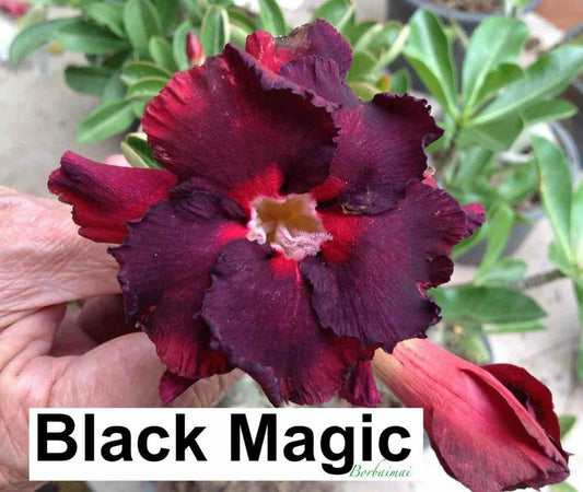  Adenium Obesum Cv. Magie Noire Couleur Floraison:noir - Caudex D'environ 300g 20/25cm