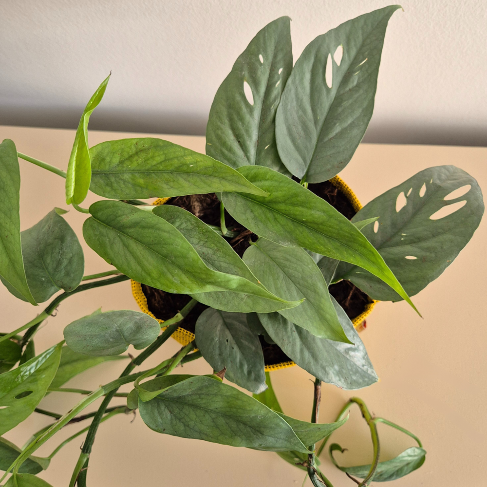  Epipremnum Cebu Blue 30cm + Pot Respirant Jaune ø15cm