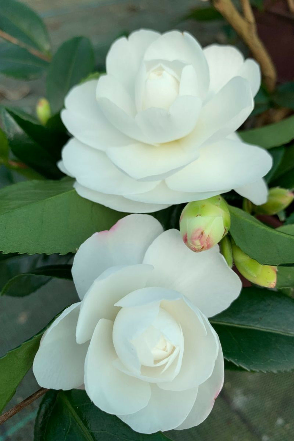  Camélia 'early Pearly' - En Pot De 4 Litres