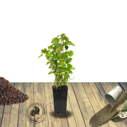  Caseille Josta/[-]pot De 3l - 30/60 Cm
