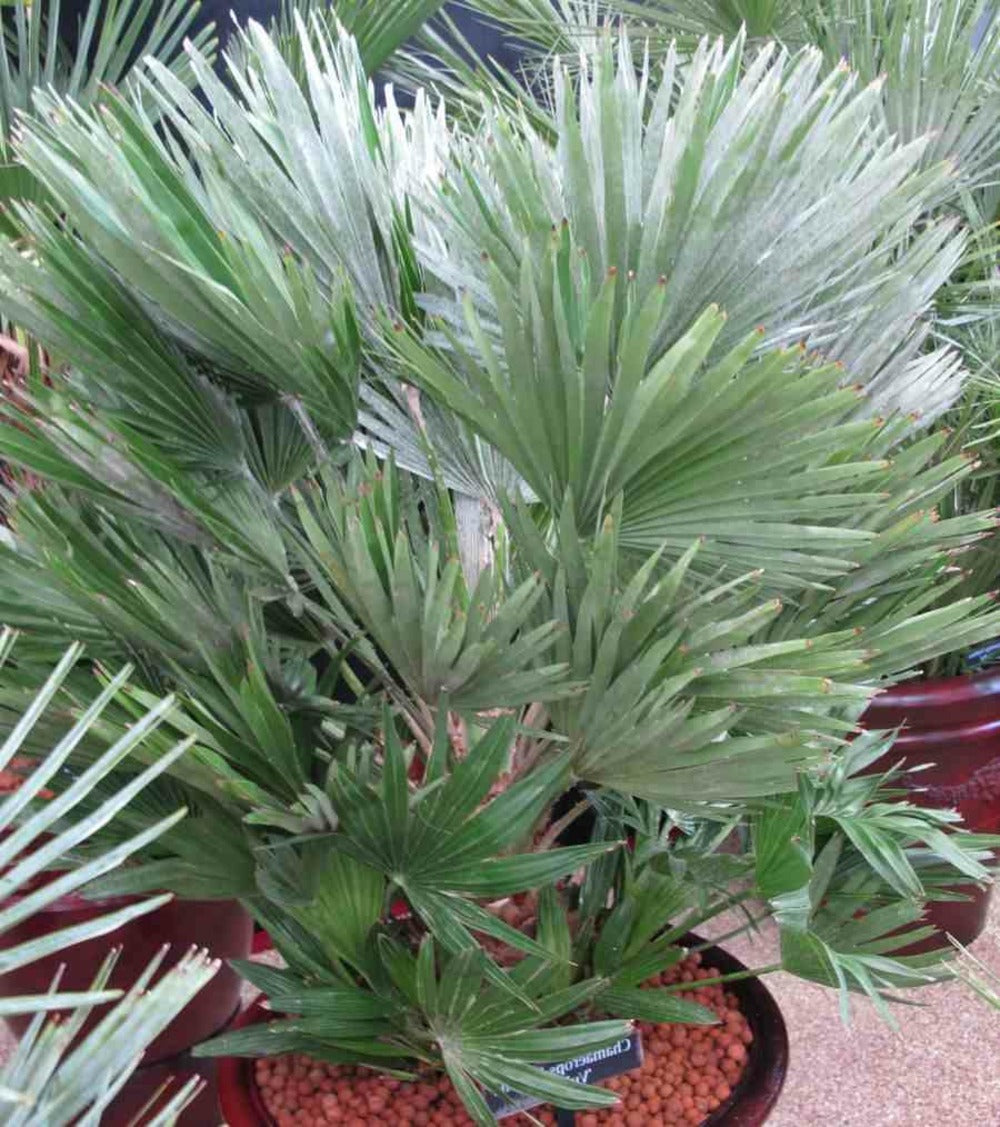  Chamaerops Humilis Var. Volcano (vulcan Palmier Doum)- Pot De 15 Litres - 80/100 Cm