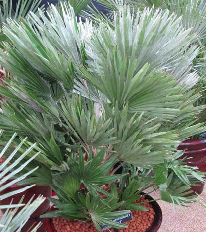  Chamaerops Humilis Var. Volcano (vulcan Palmier Doum)- Pot De 15 Litres - 80/100 Cm