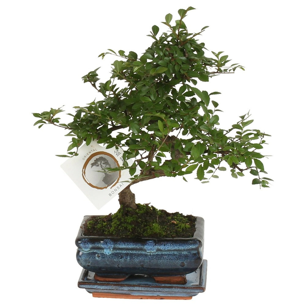  Bonsaï - Zelkova Serrata - Hauteur 20-25cm - ⌀15cm