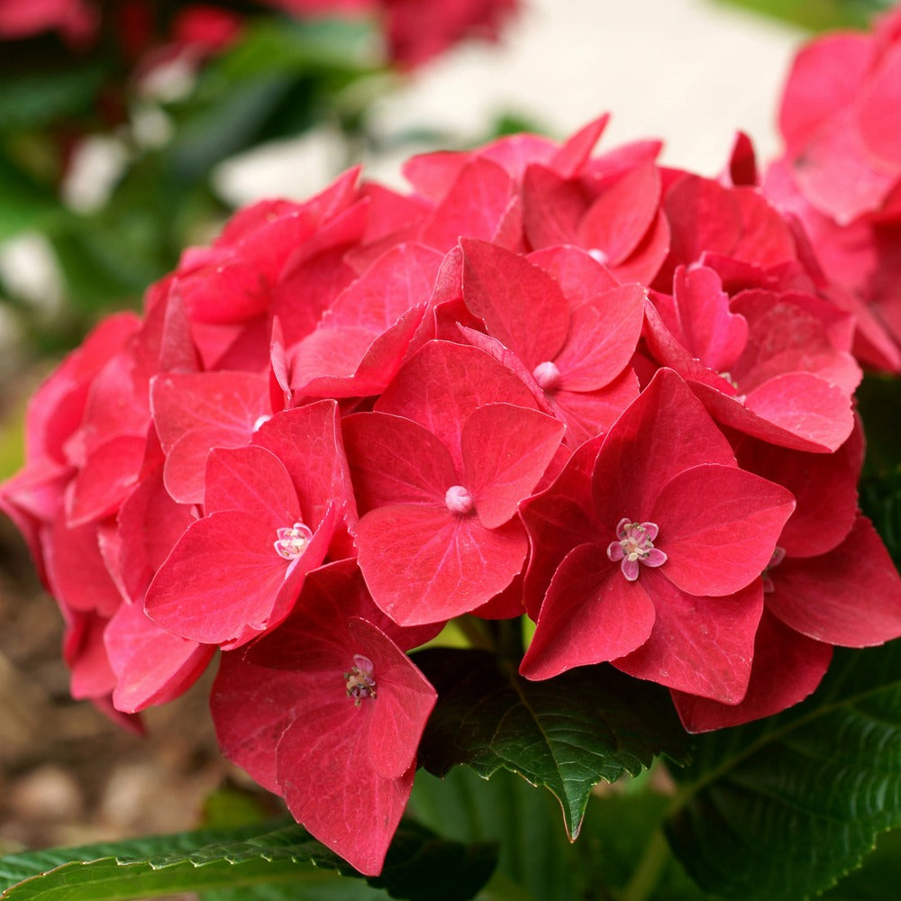  Hortensia Rouge - Le Pot / ø 9cm