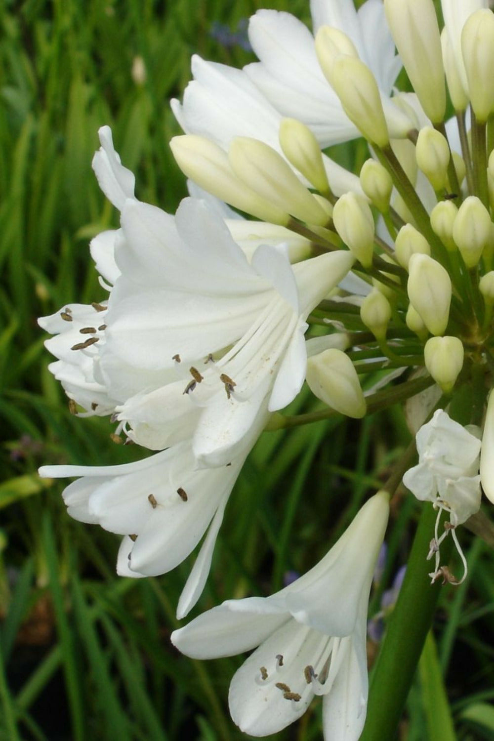  Agapanthe 'artic Star' - En Pot De 3 Litres