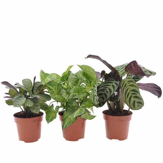 Collection De 3 Plantes D'intérieur à Feuillage Marbré - Les 3 Pots / Hauteur Livrée 20-40cm
