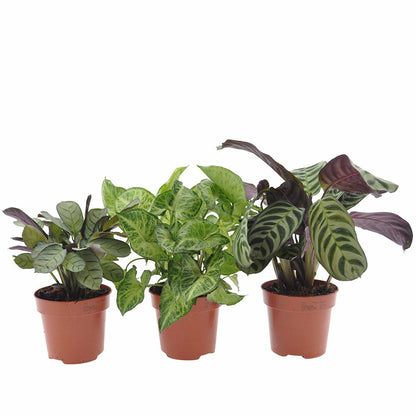  Collection De 3 Plantes D'intérieur à Feuillage Marbré - Les 3 Pots / Hauteur Livrée 20-40cm