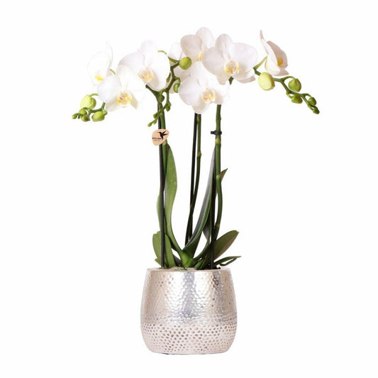  Orchidée Amabilis Blanche Et Son Pot Pot Argenté - Hauteur 35cm