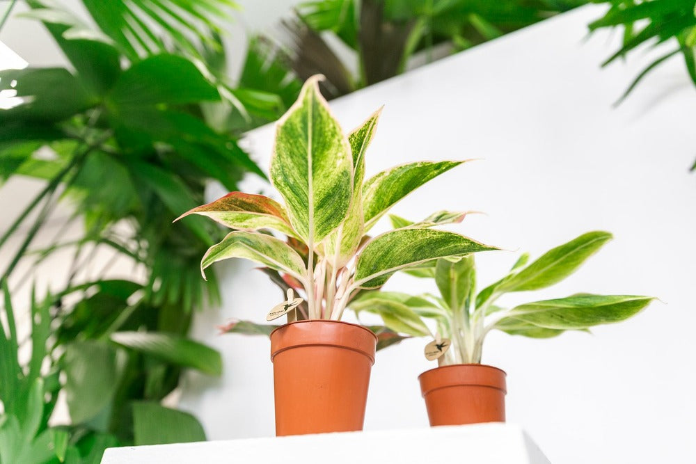  Plante Verte - Aglaonema Lipstick Green - H25cm, ø9cm - Plante D'intérieur