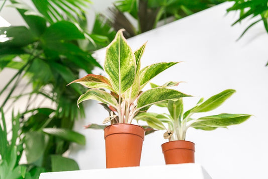  Plante Verte - Aglaonema Lipstick Green - H25cm, ø9cm - Plante D'intérieur