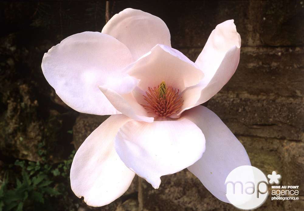  Primevères En Jardinière De 40cm Couleur - Coloris Variables