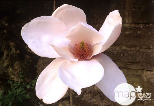  Primevères En Jardinière De 40cm Couleur - Coloris Variables