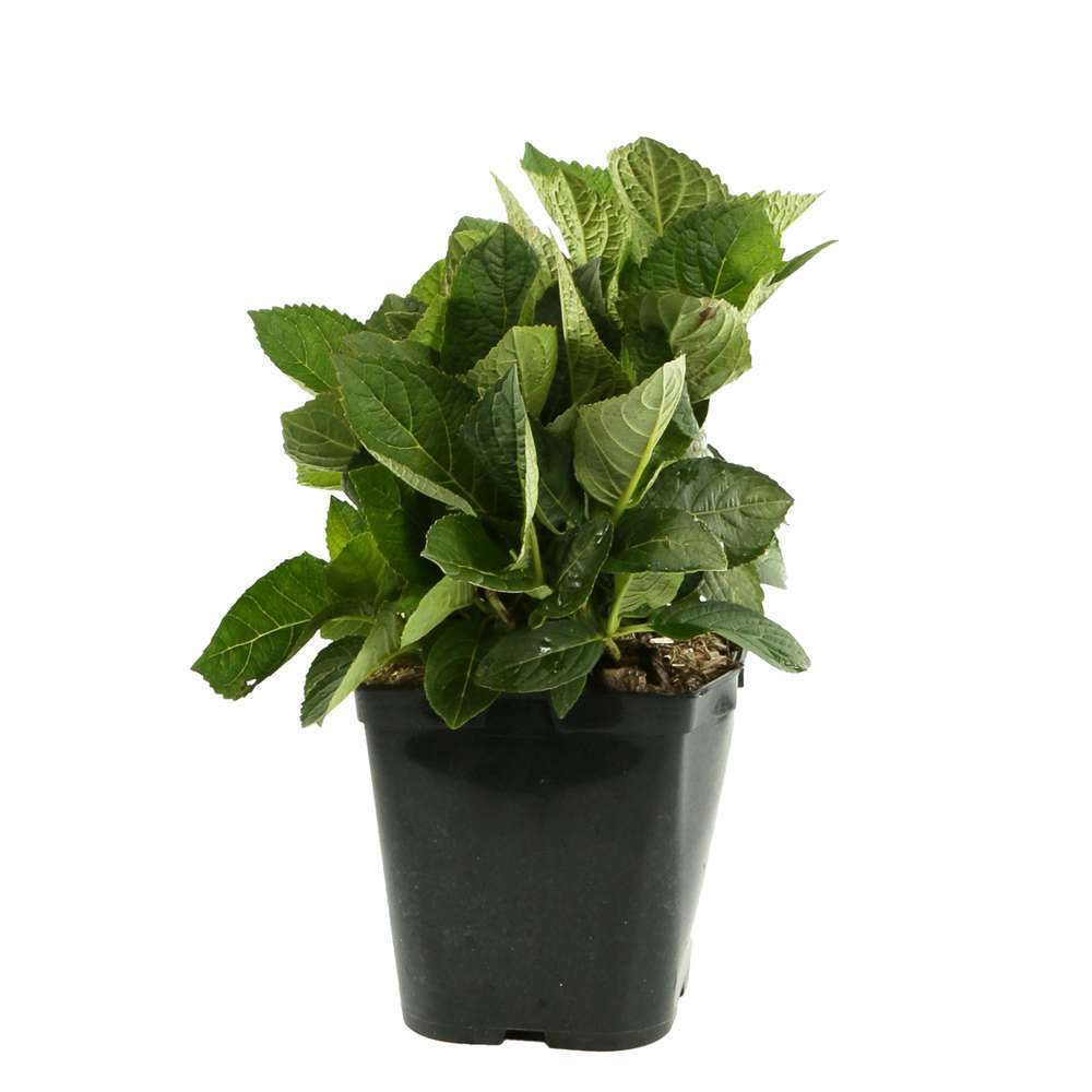  Hydrangea Macrophylla, Ctr 10 L