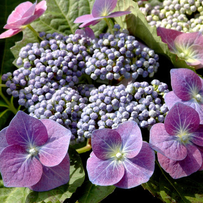 Hydrangea Macrophylla, Ctr 10 L