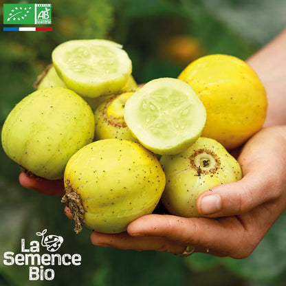  Concombre Lemon - Graines Bio