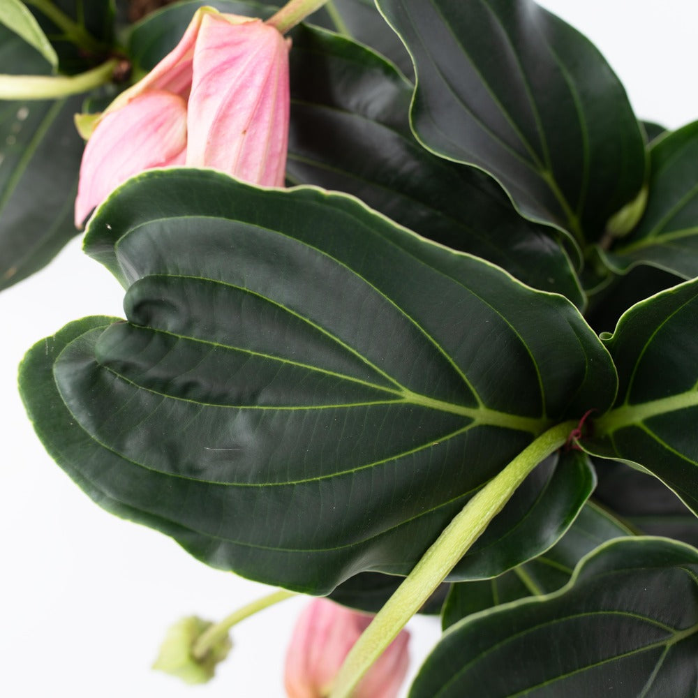  Medinille Magnifique - Medinilla Magnifica - Hauteur 40-50cm - ⌀17cm