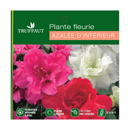 Azalée D'intérieur : Plante Ø20cm Pot Ø12cm