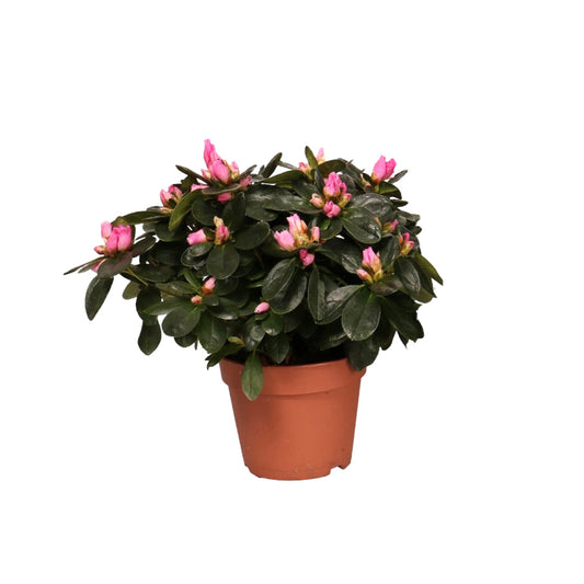  Azalée D'intérieur : Plante Ø20cm Pot Ø12cm